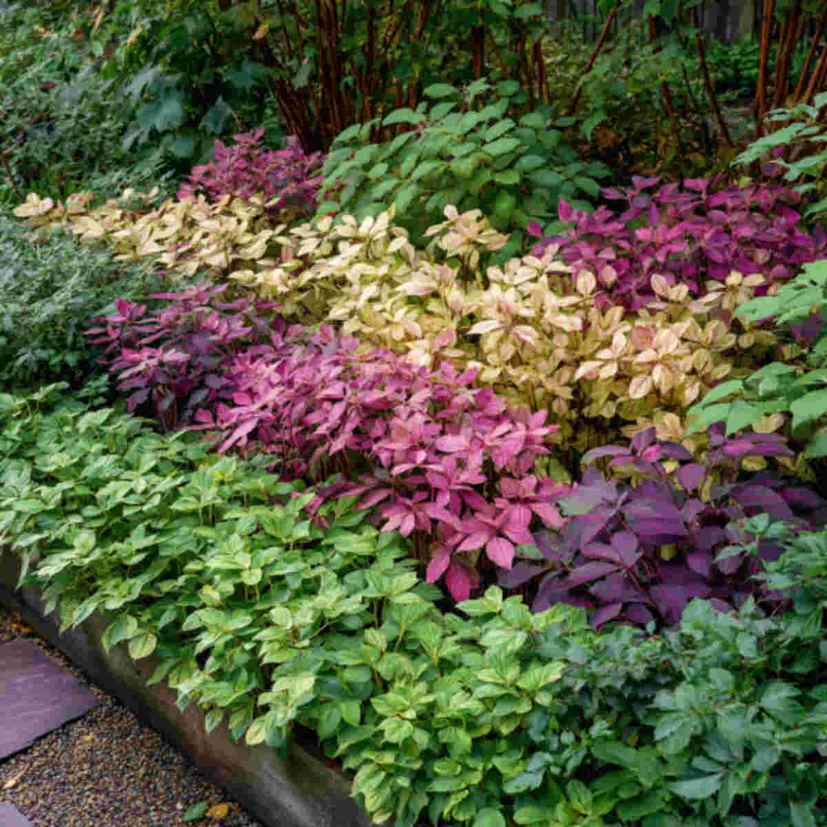 Diagonal Bands of Mixed Foliage Colors