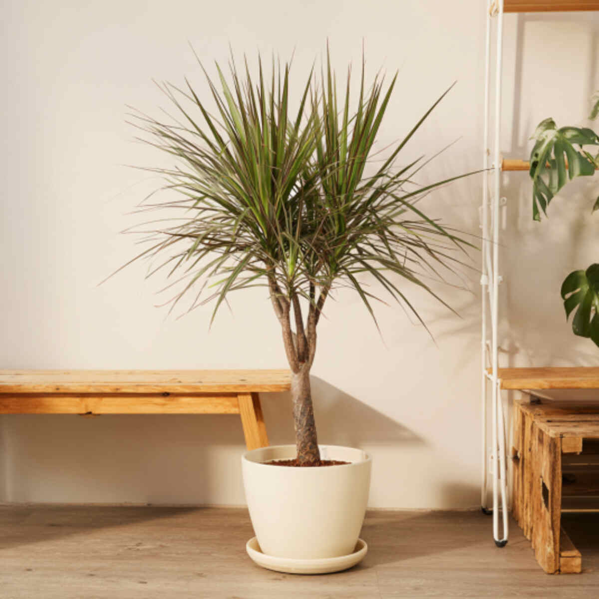 Dracaena Marginata