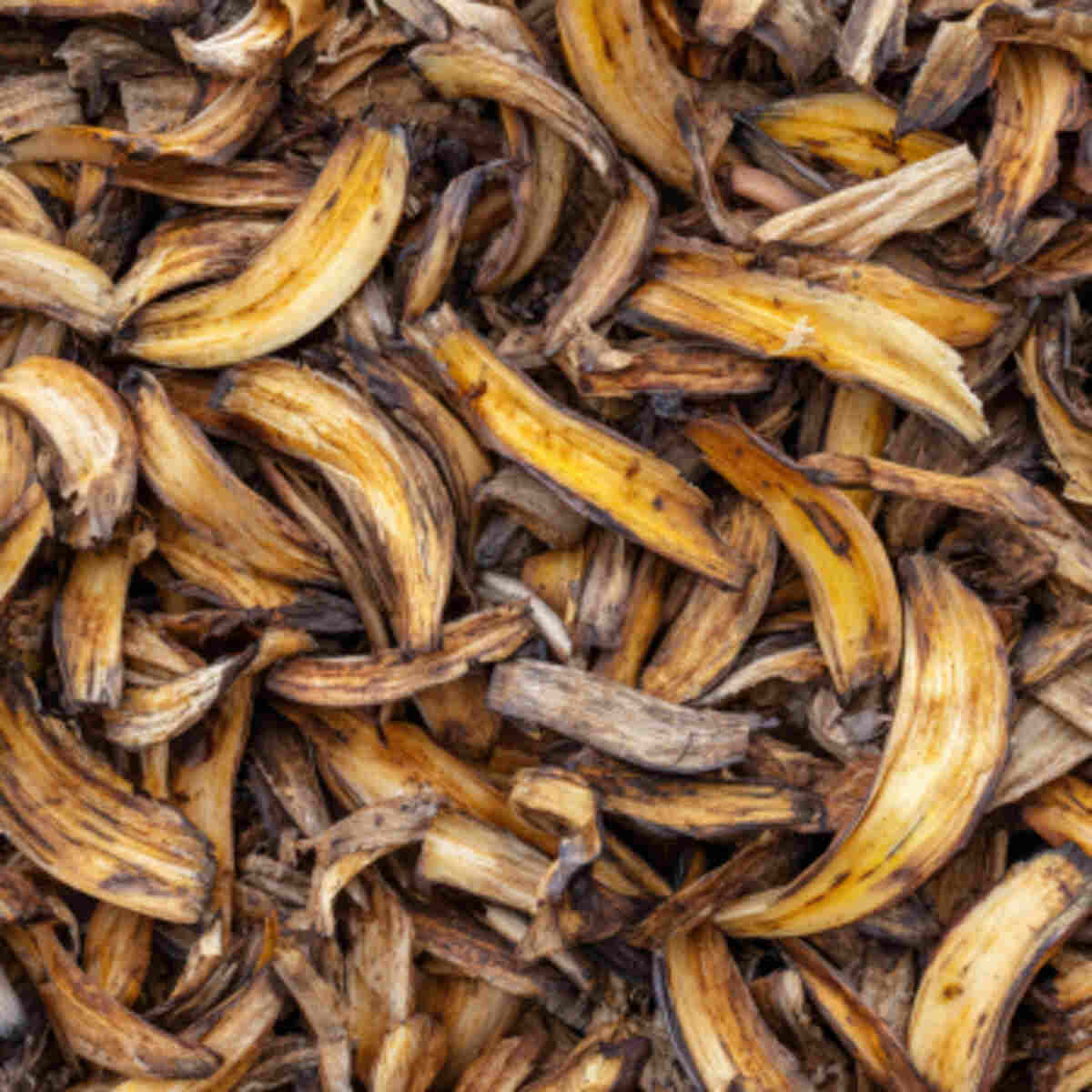 Dried banana peel mulch