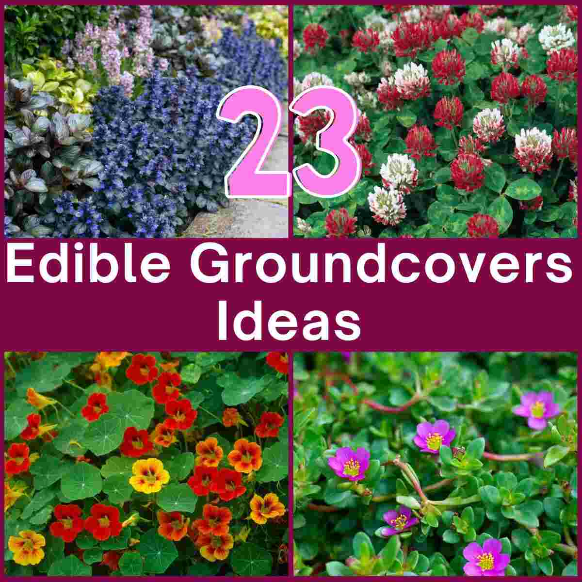 Edible Groundcovers 