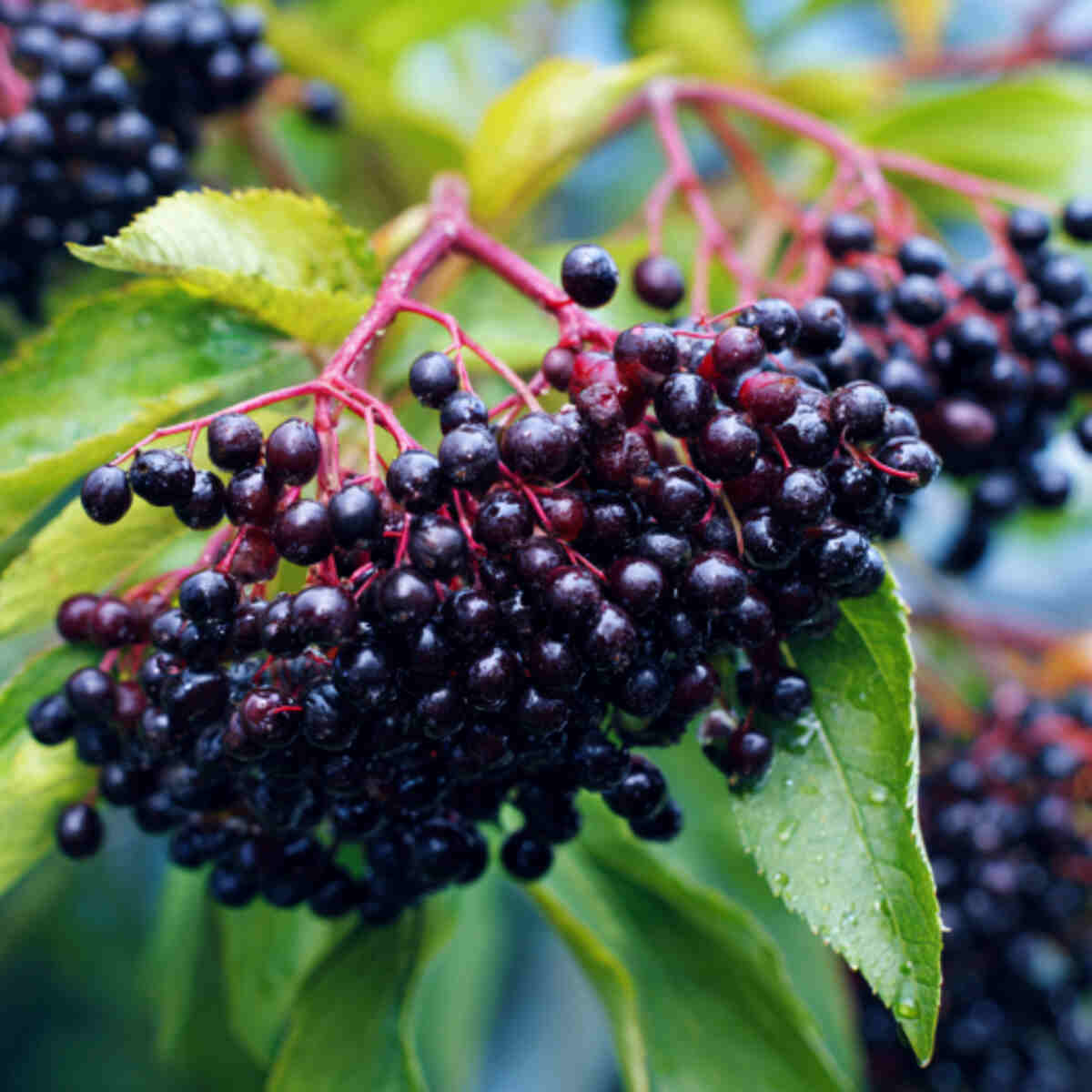 Elderberries