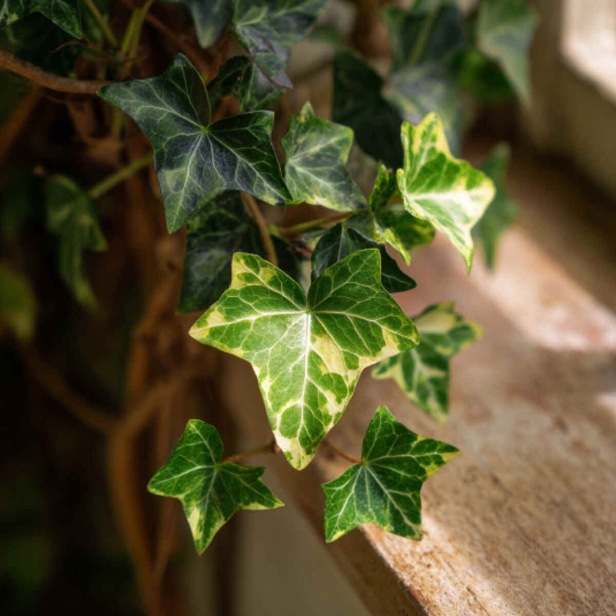 English Ivy