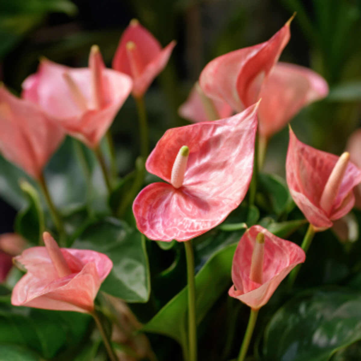 Flamingo Lily (Anthurium)