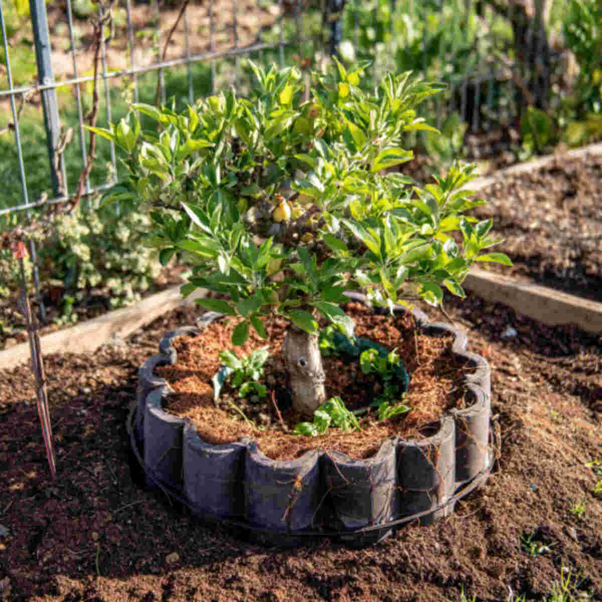 Fruit Tree Ring with Compost Cor