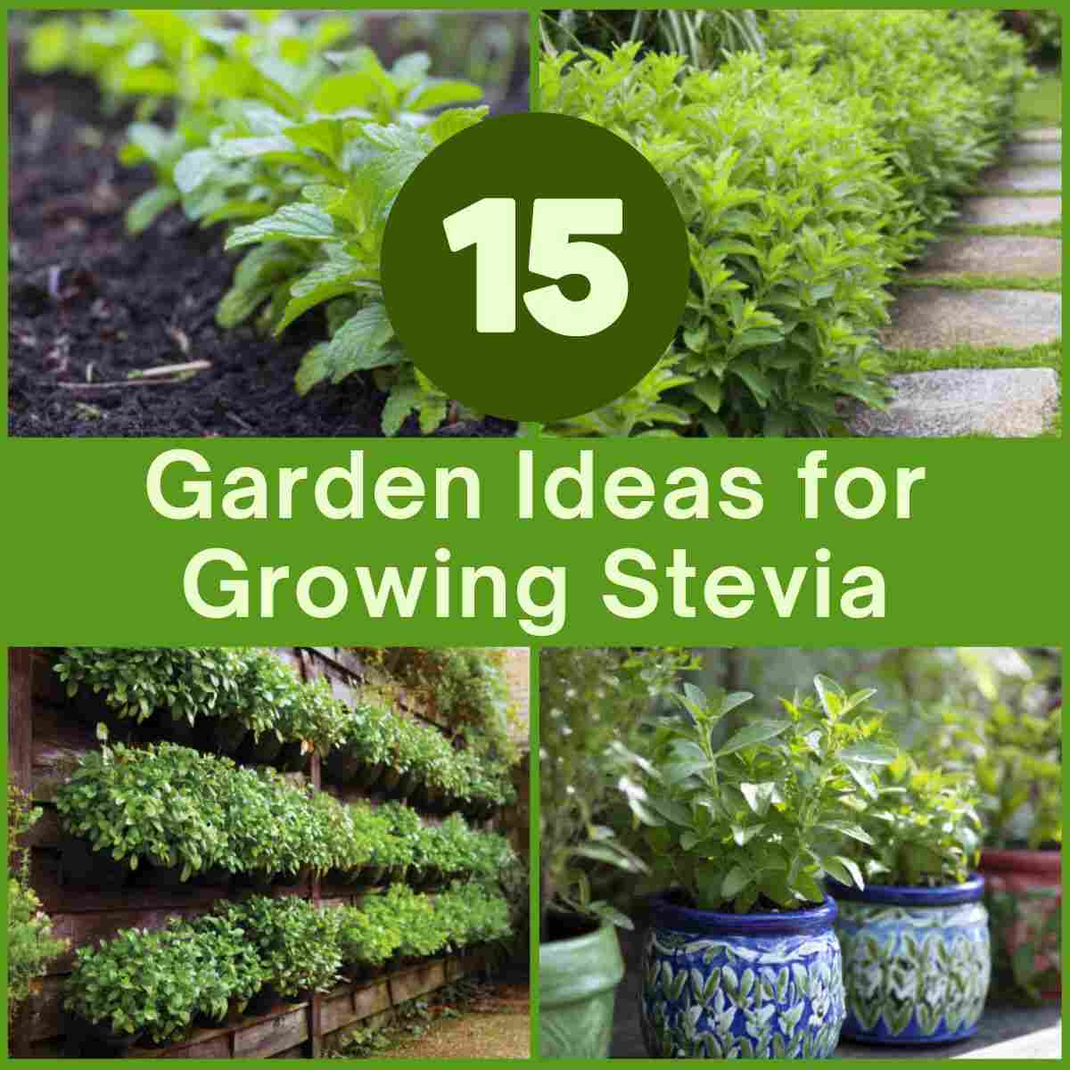 Garden Ideas for Growing Stevia