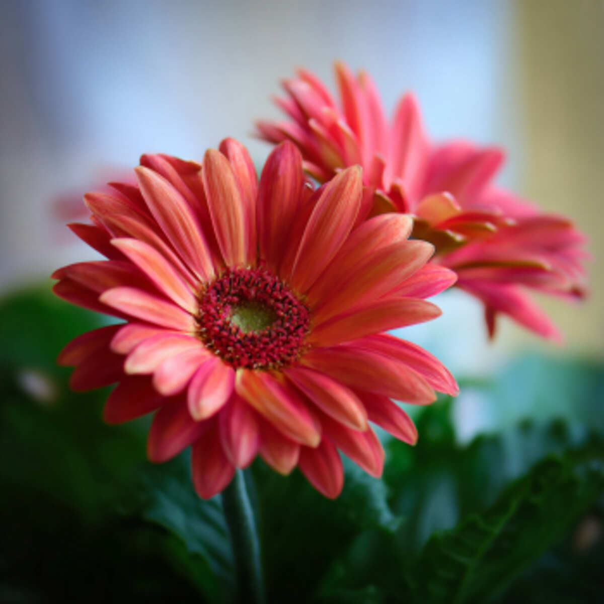 Gerbera Daisy