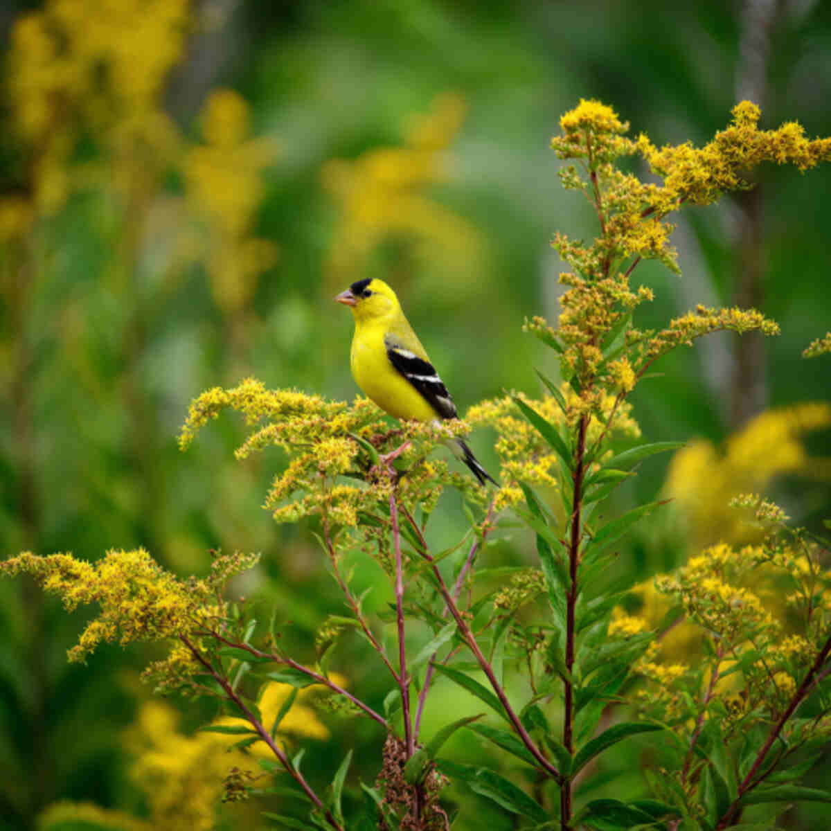 Goldenrod