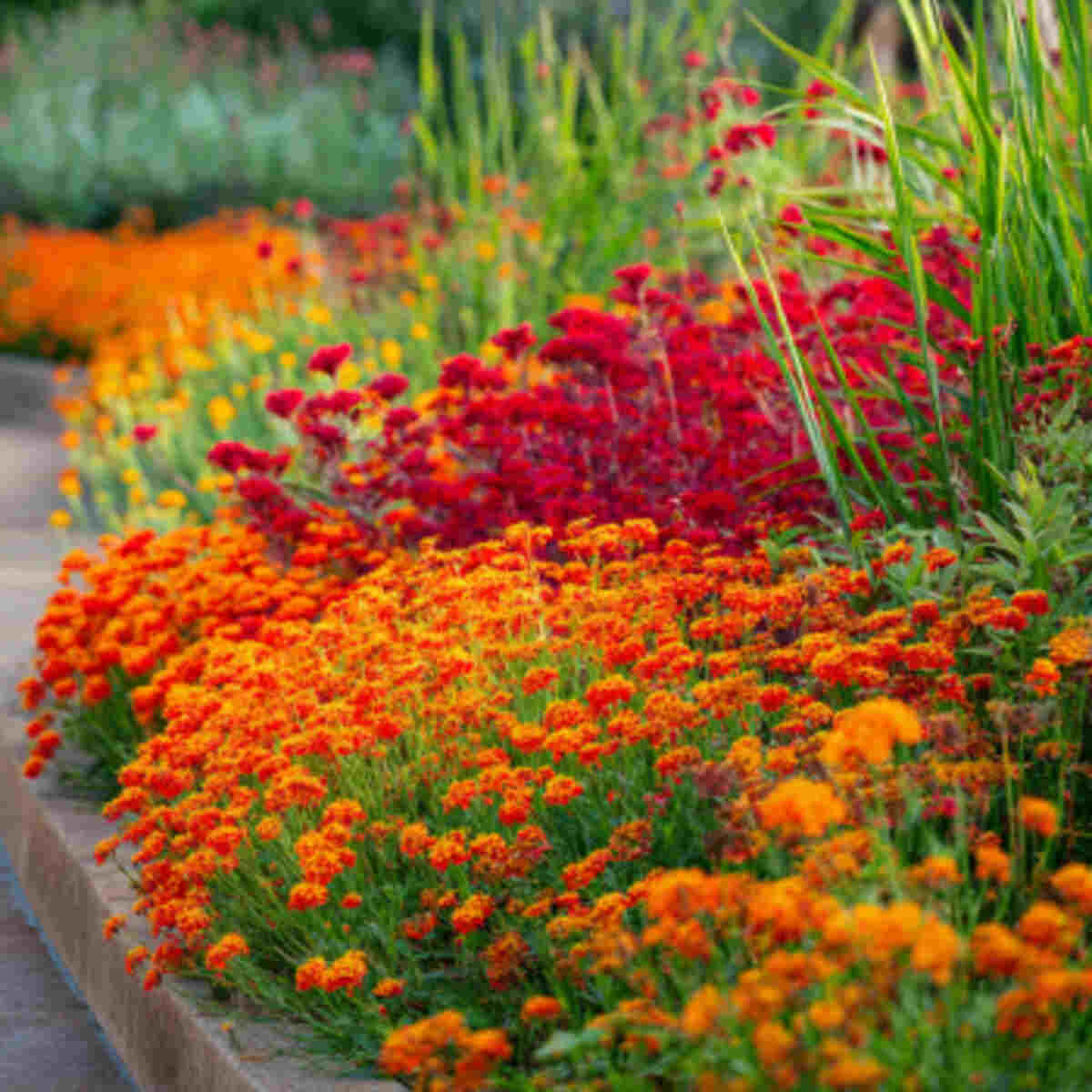 Gradient from Red to Orange Blooms