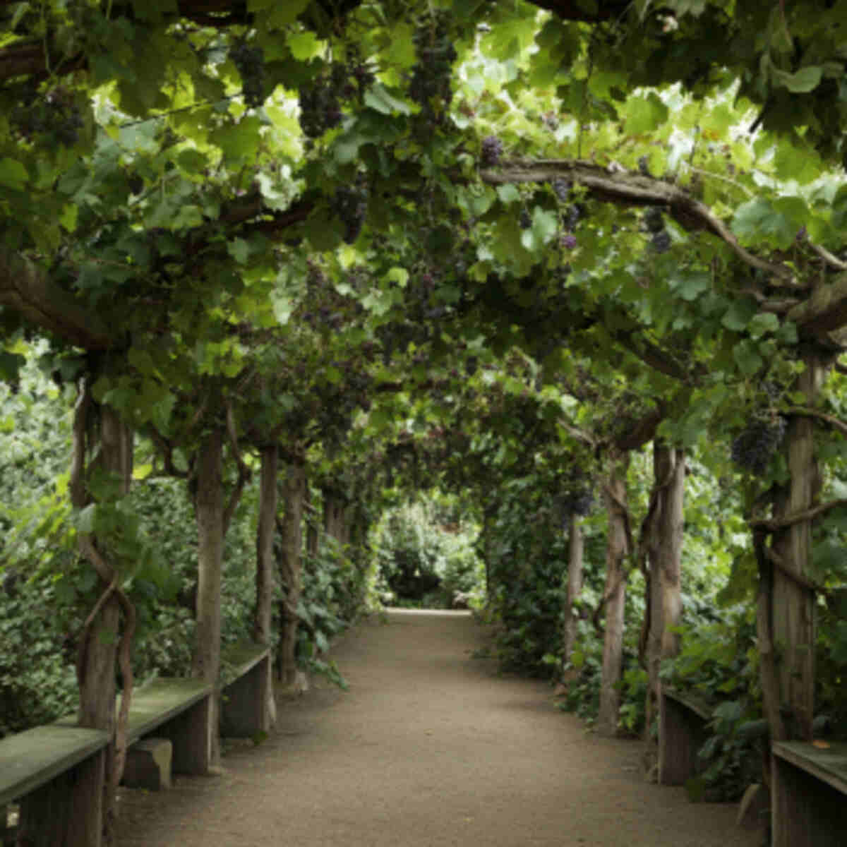 Grape vine arches