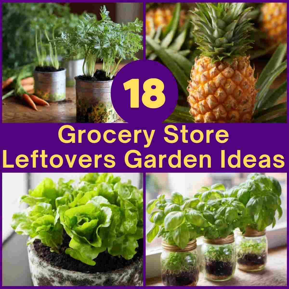 Grocery Store Leftovers Garden Ideas