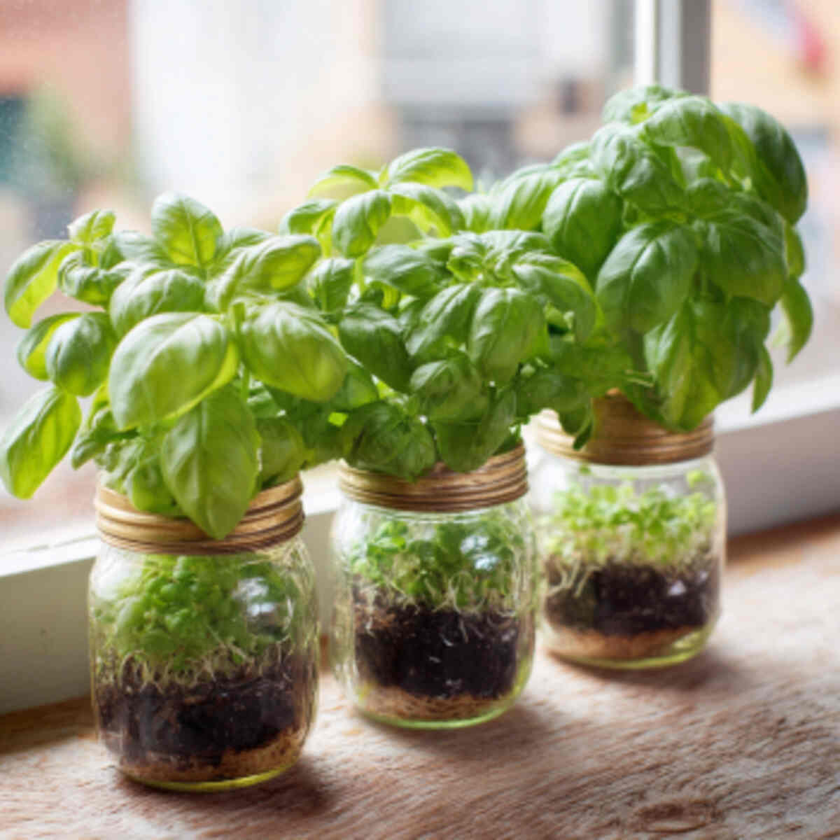 Grow basil from leftover cutting