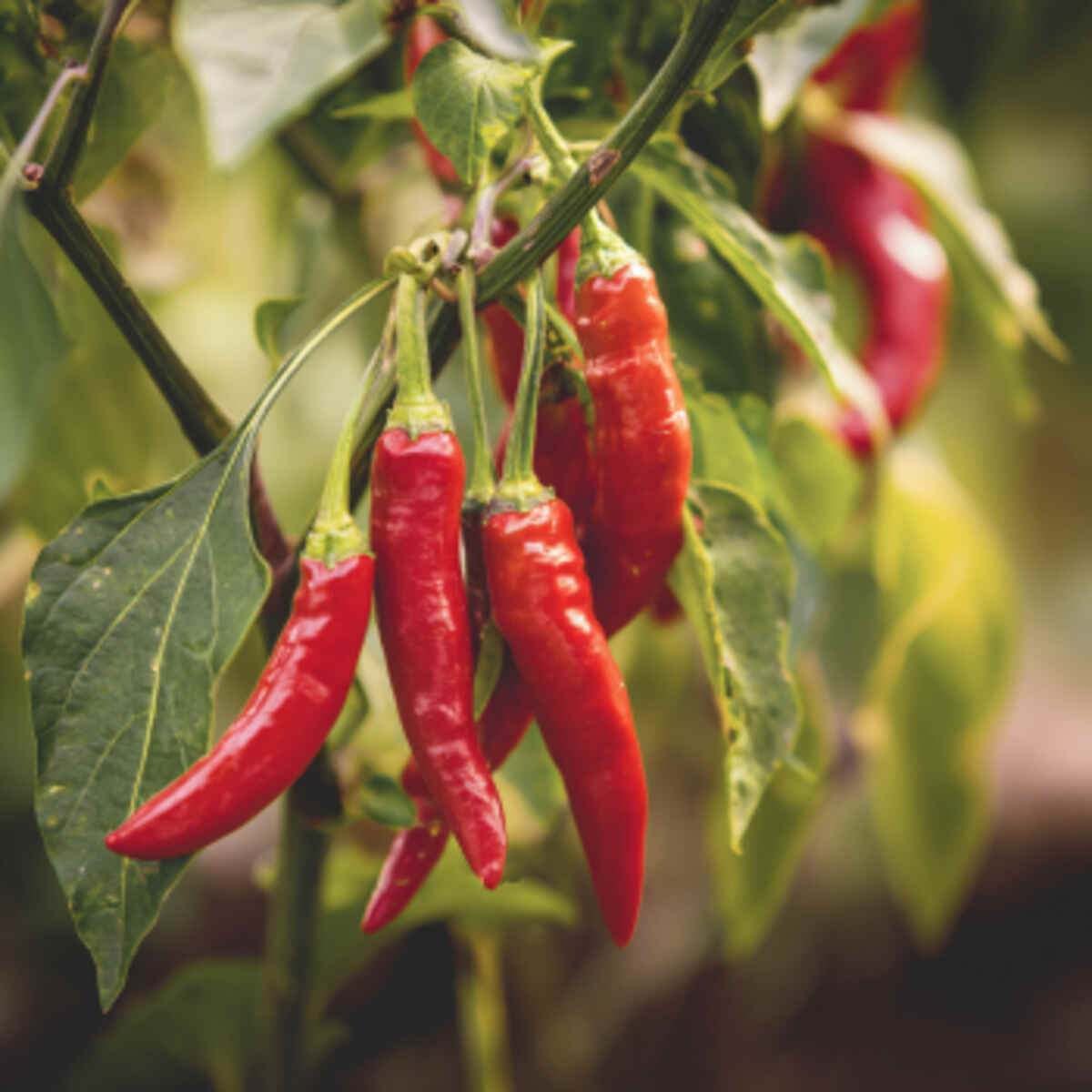 Grow chili peppers from saved se