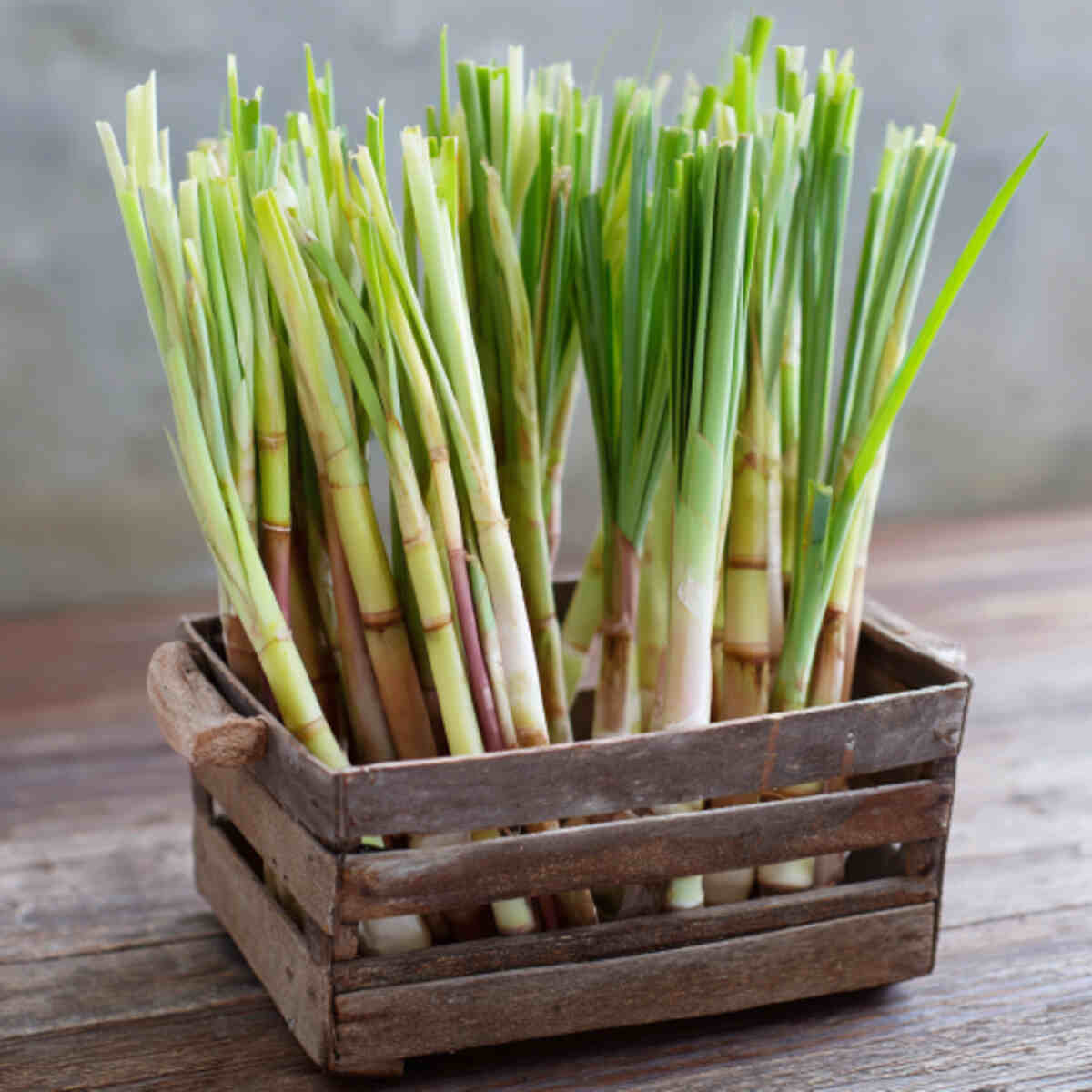 Grow lemongrass from stalks
