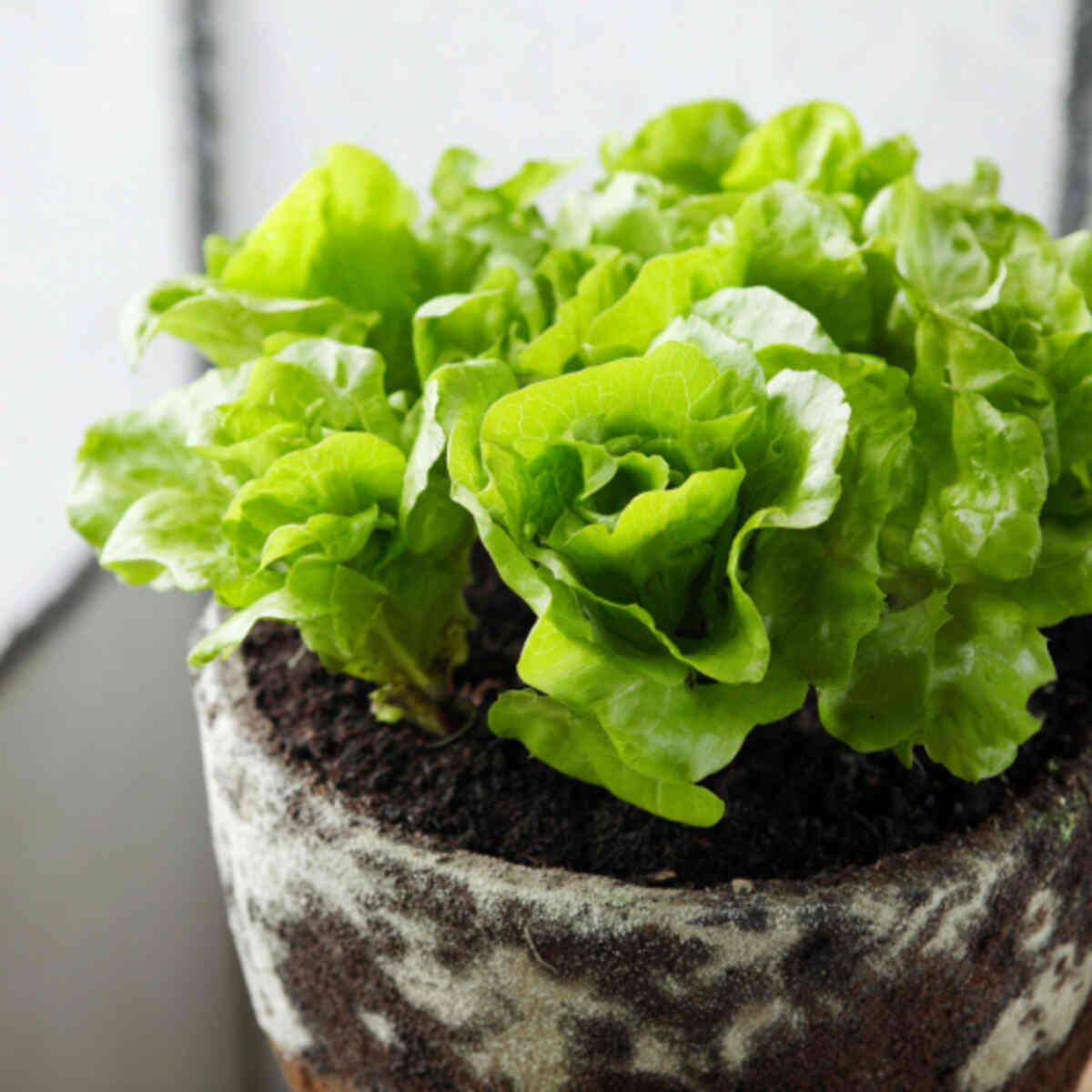 Grow lettuce from the base