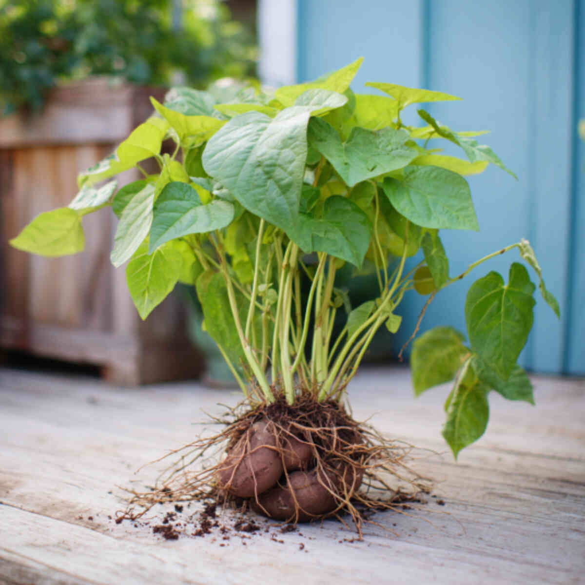 Grow sweet potato slips