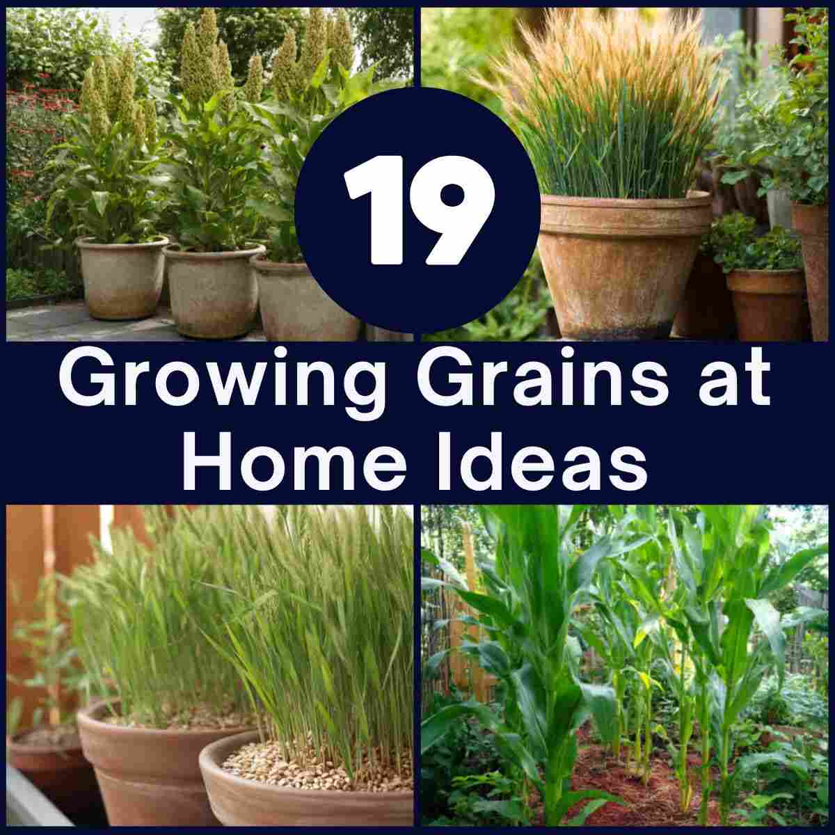 Growing Grains at Home Ideas