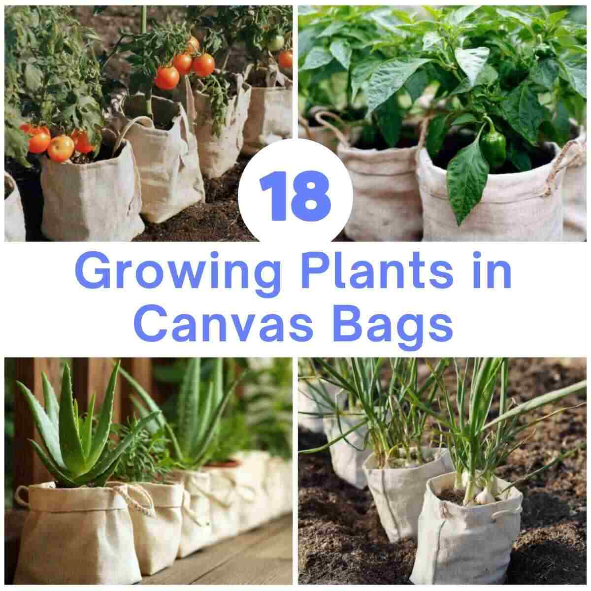 Growing Plants in Canvas Bags Ideas