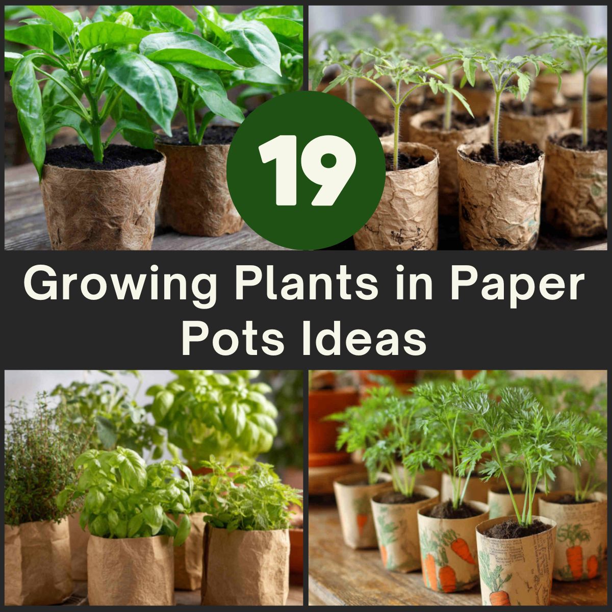 Growing Plants in Paper Pots Ideas