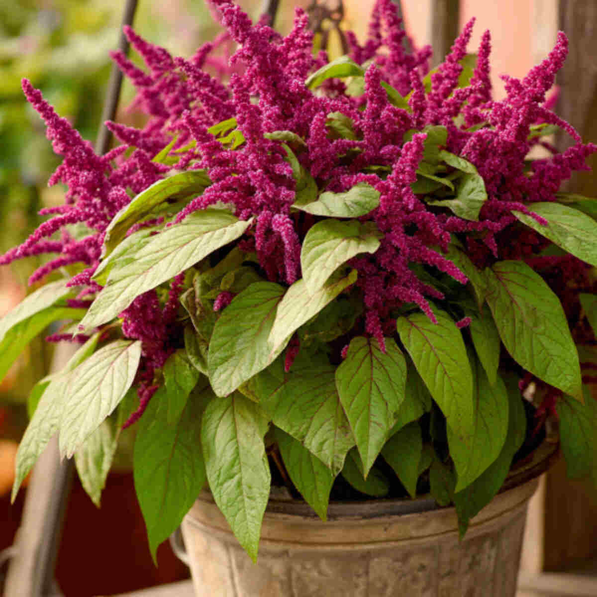 Growing Amaranth in Containers