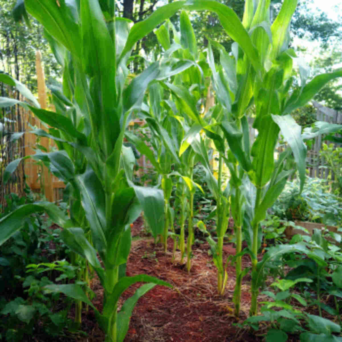 Growing Corn in Backyard Garden