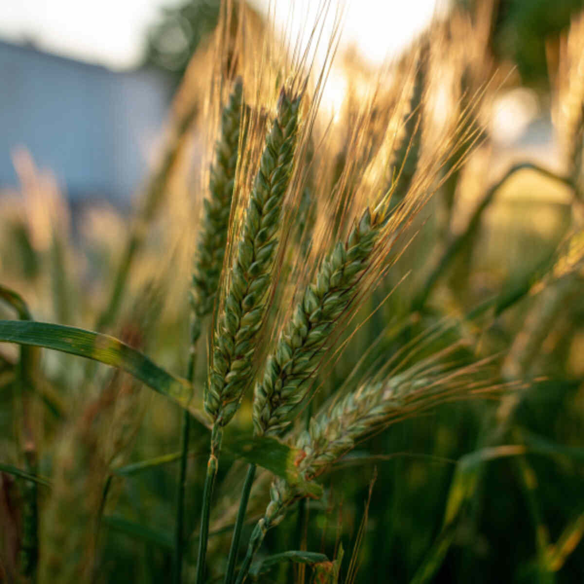 Growing Einkorn Wheat at Home