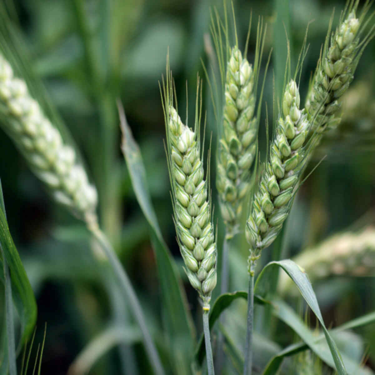 Growing Emmer Wheat in Backyard Garden