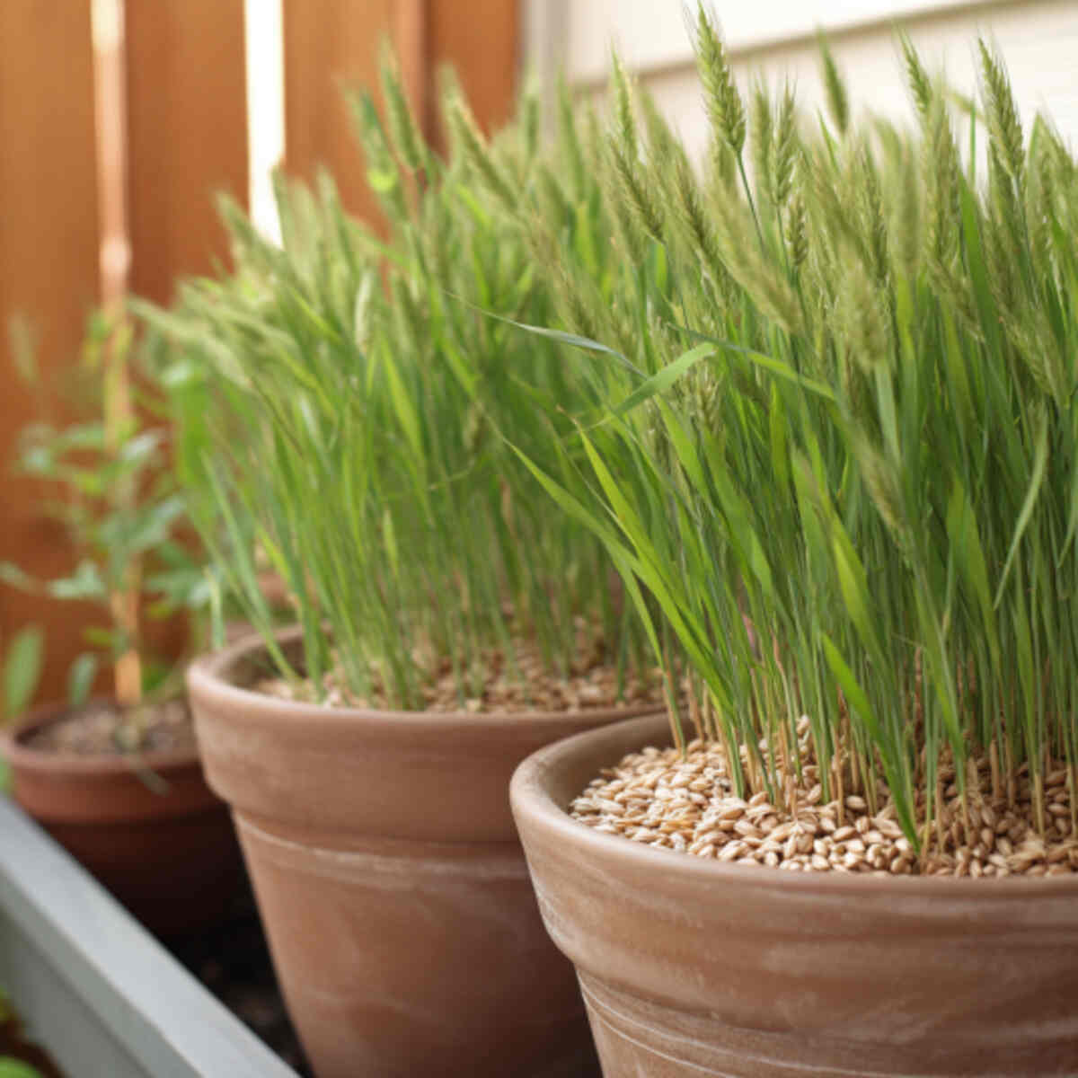 Growing Farro in Pots