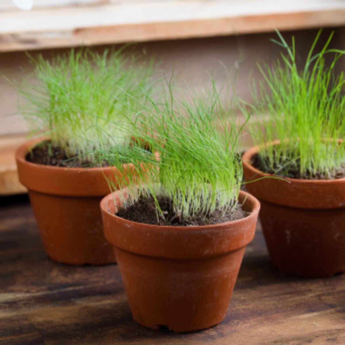 Growing Fonio in Small Pots