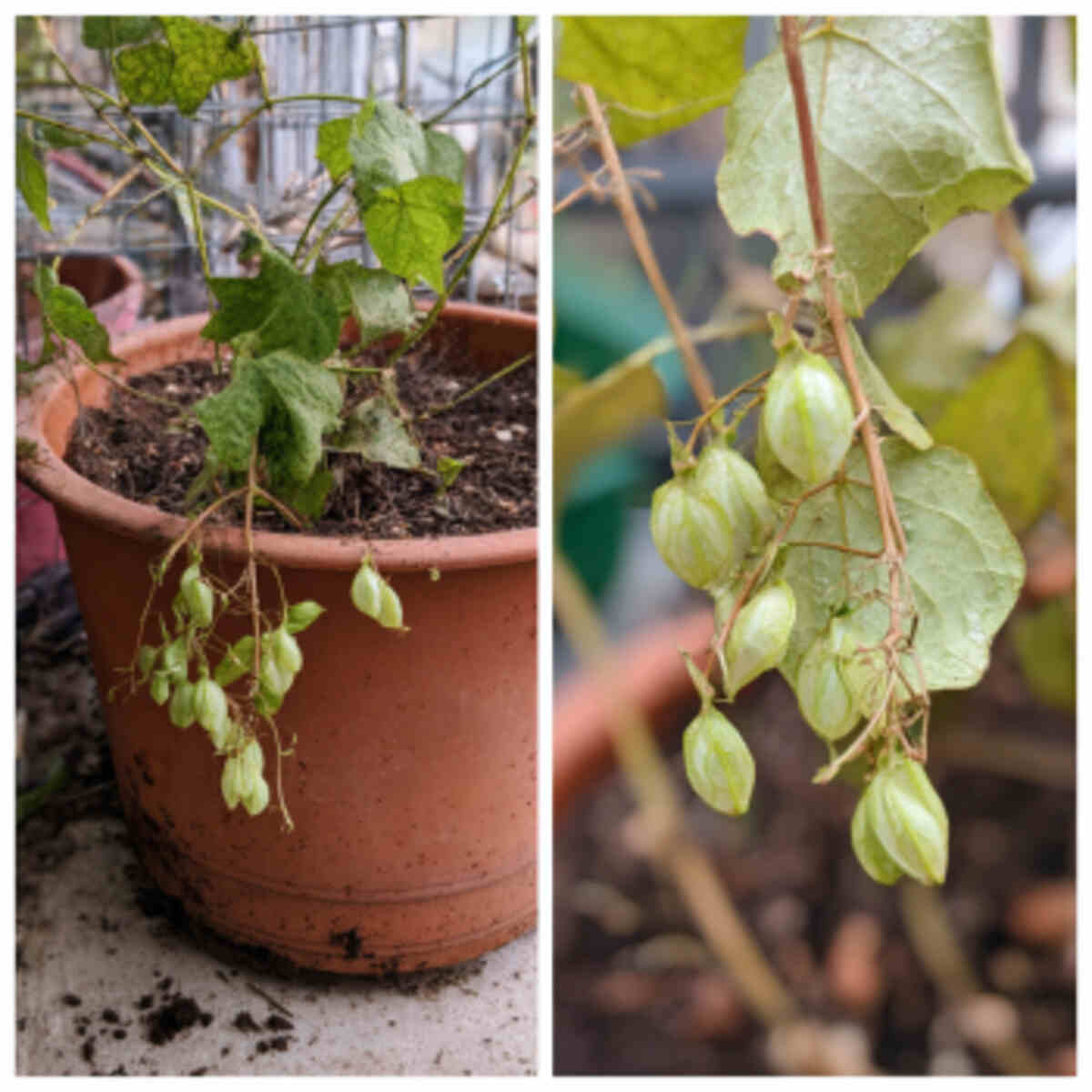Growing Job’s Tears in Containers