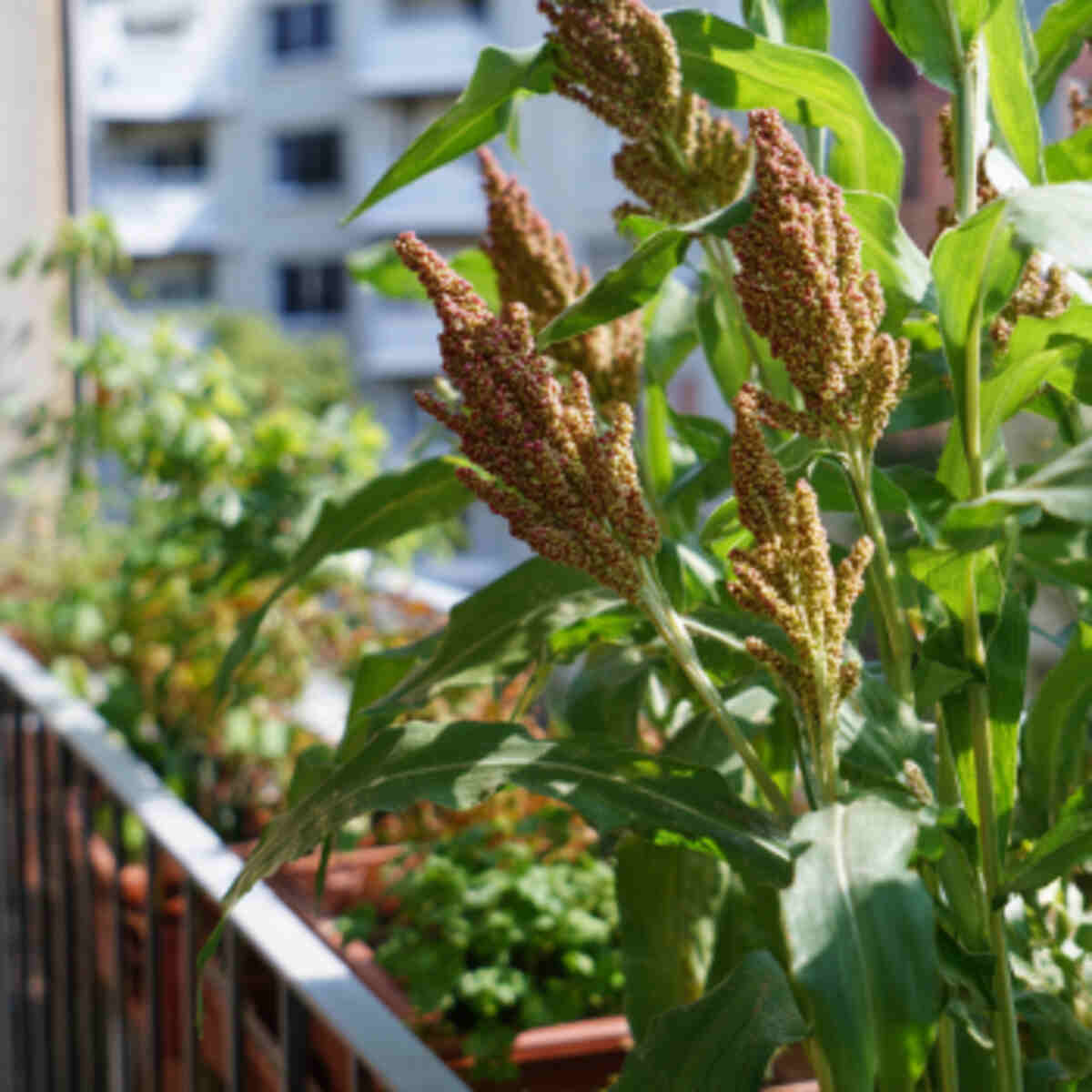 Growing Millet in Sunny Balconies