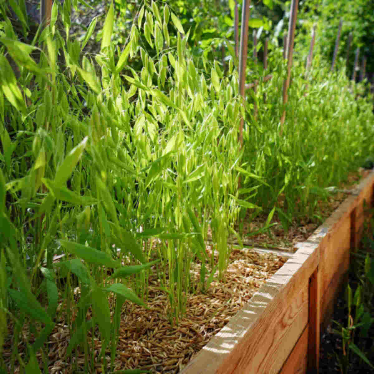 Growing Oats in Raised Garden Beds