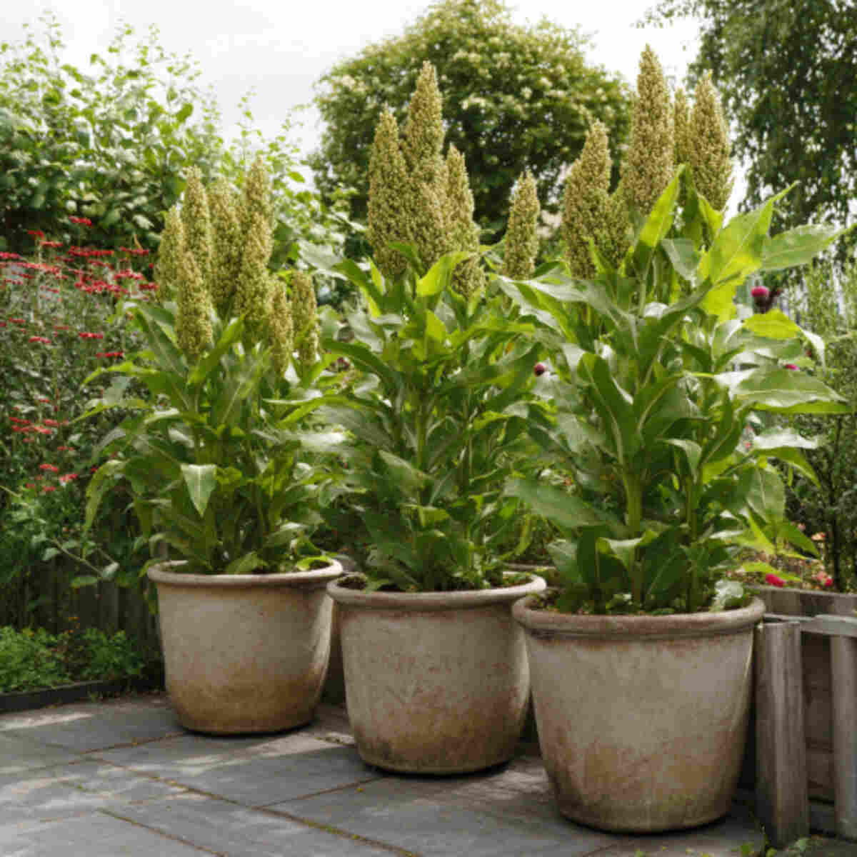 Growing Sorghum in Large Pots