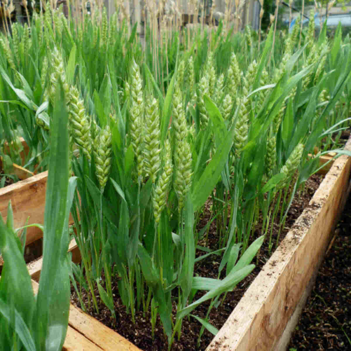 Growing Spelt in Raised Beds