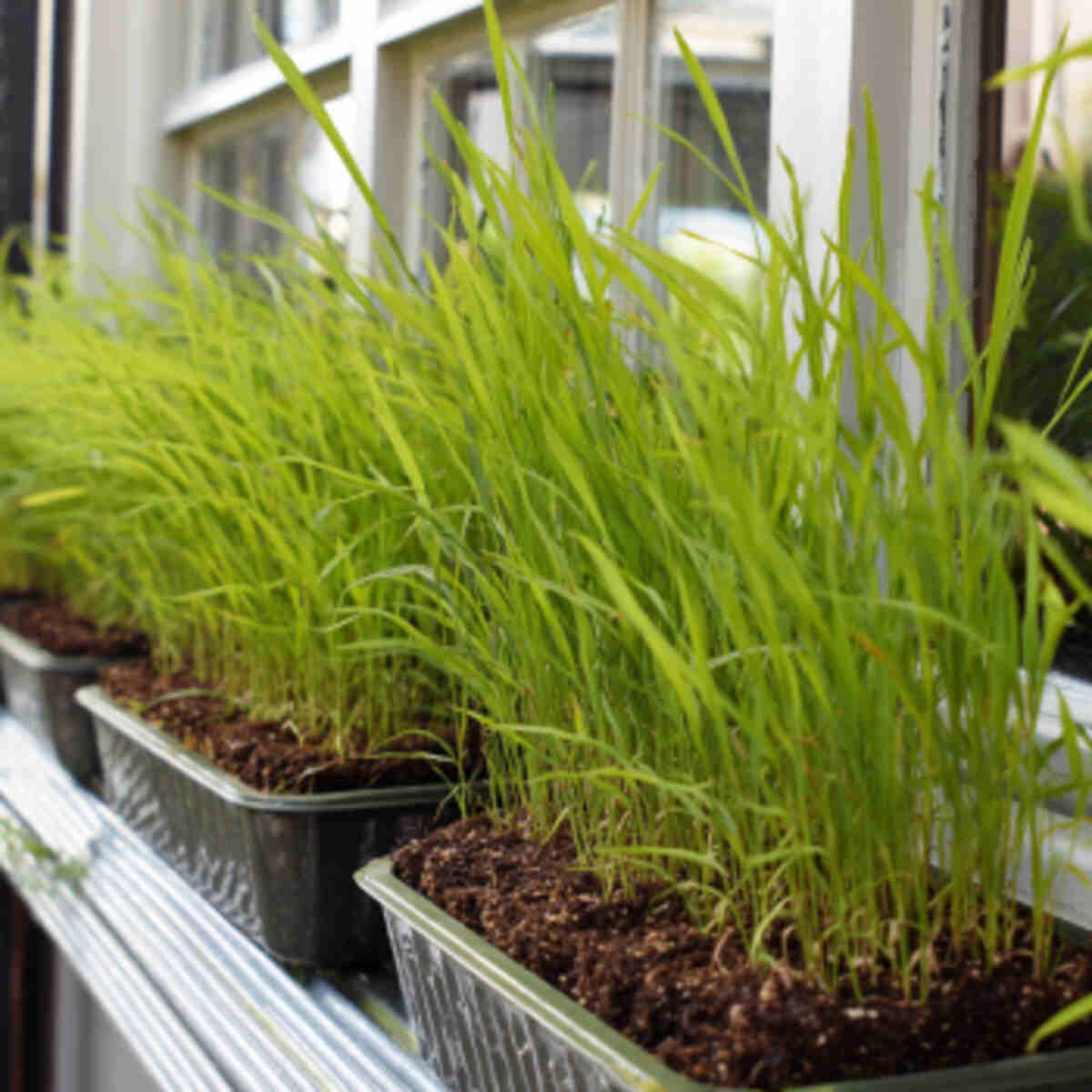 Growing Teff in Window Boxes