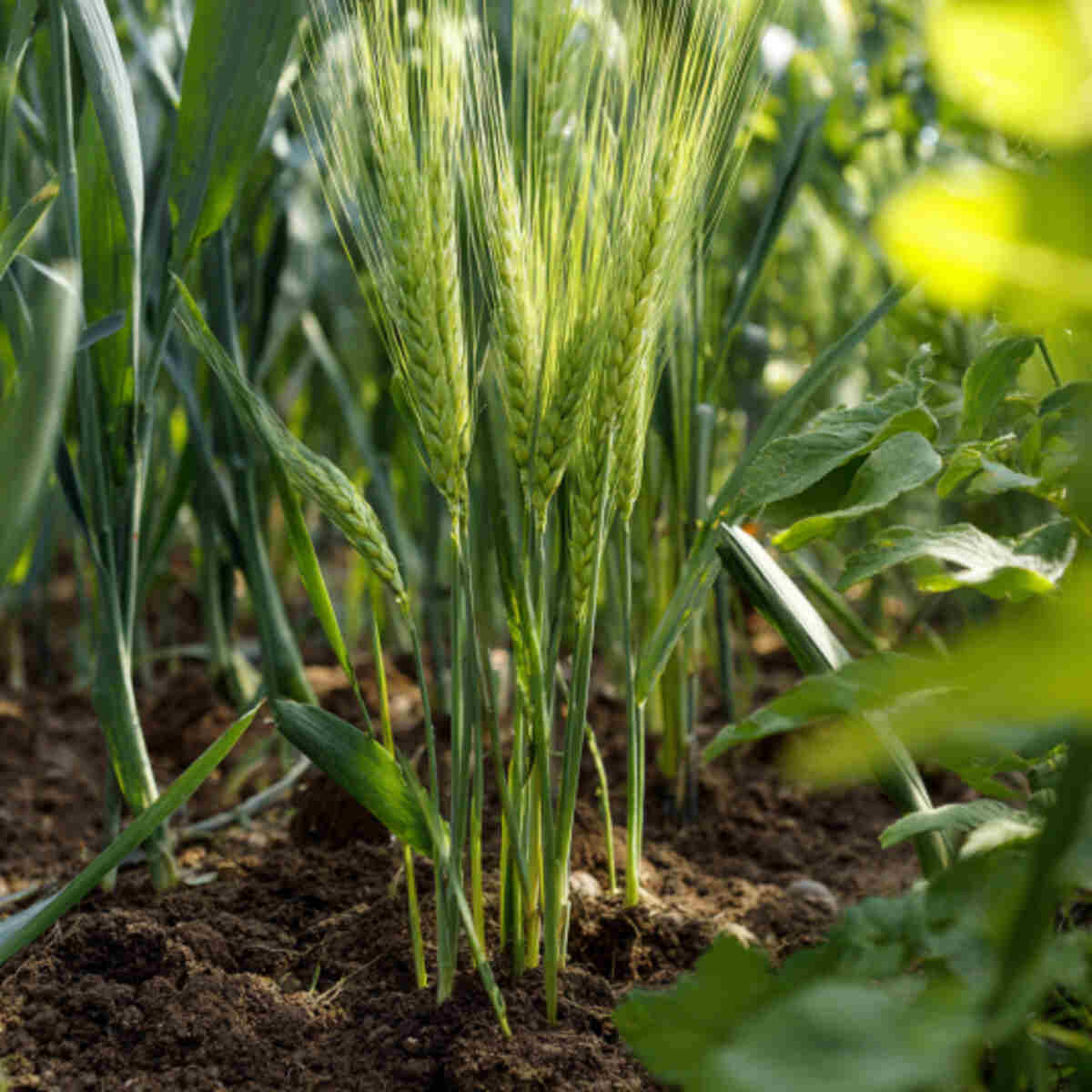 Growing Triticale in Garden Soil