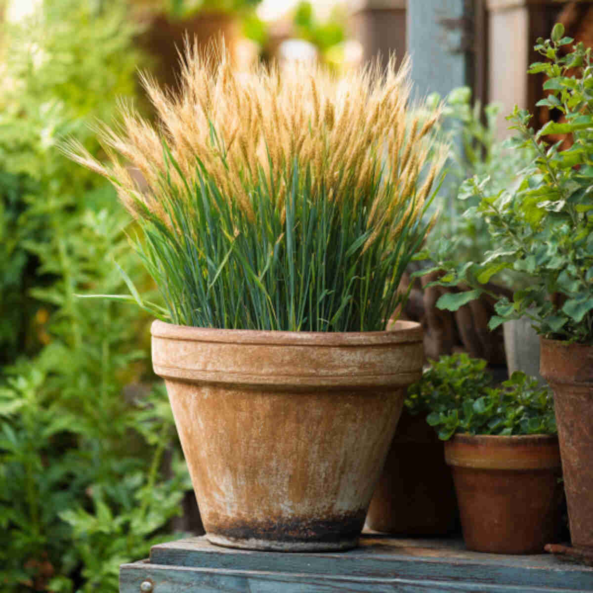 Growing Wheat in Containers