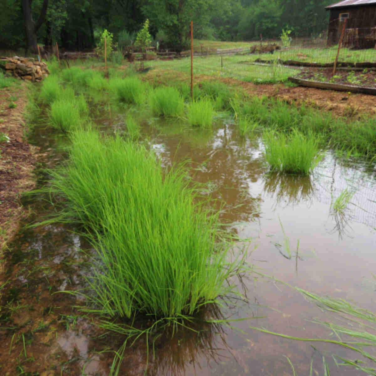 Growing Wild Rice in Water Gardens