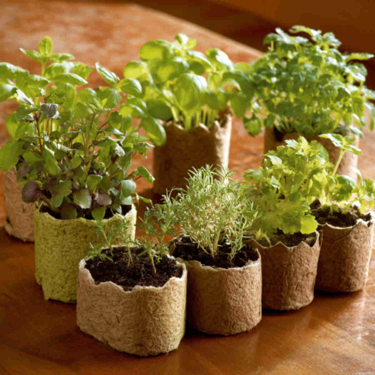 Herb Garden Starter Kit
