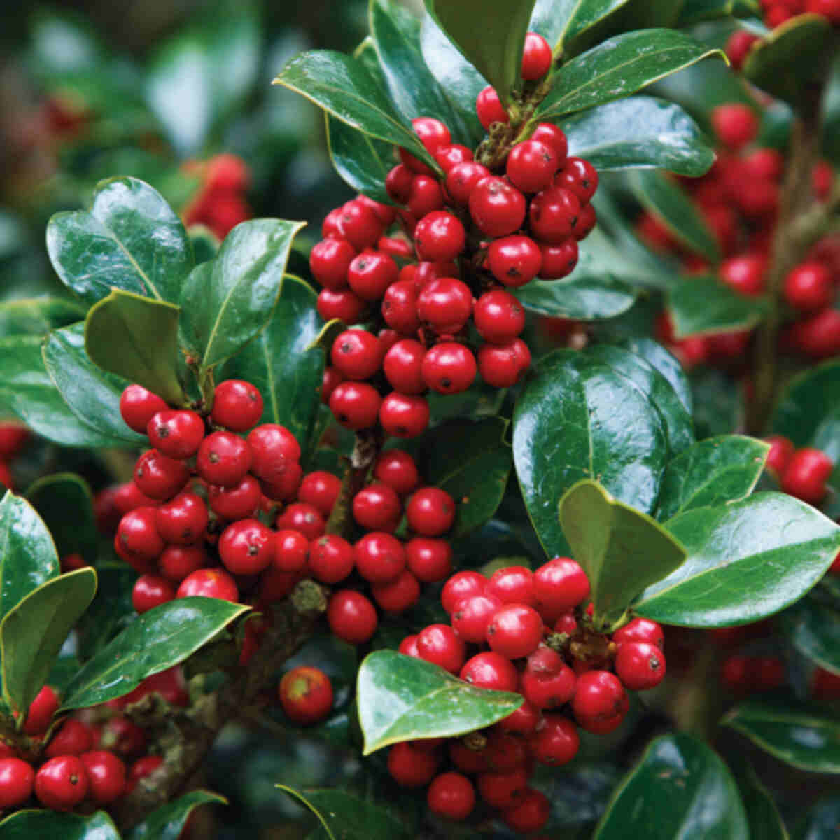Holly Bushes (non-toxic species)