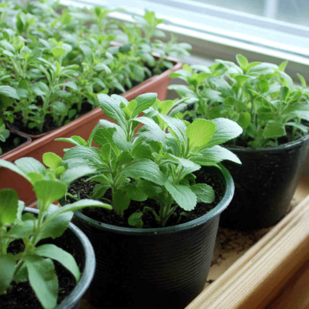 Indoor Windowsill Stevia Garden