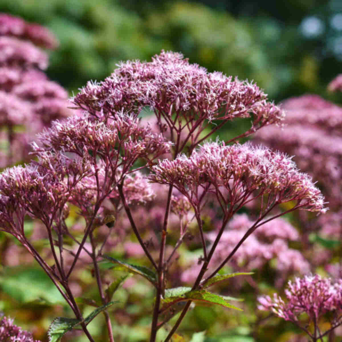 Joe-Pye Weed