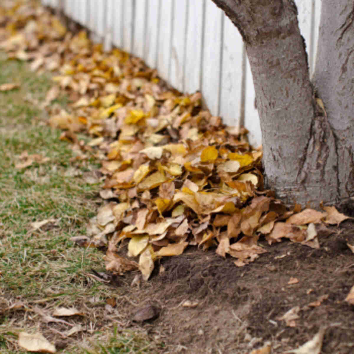 Leaf mold around fruit trees