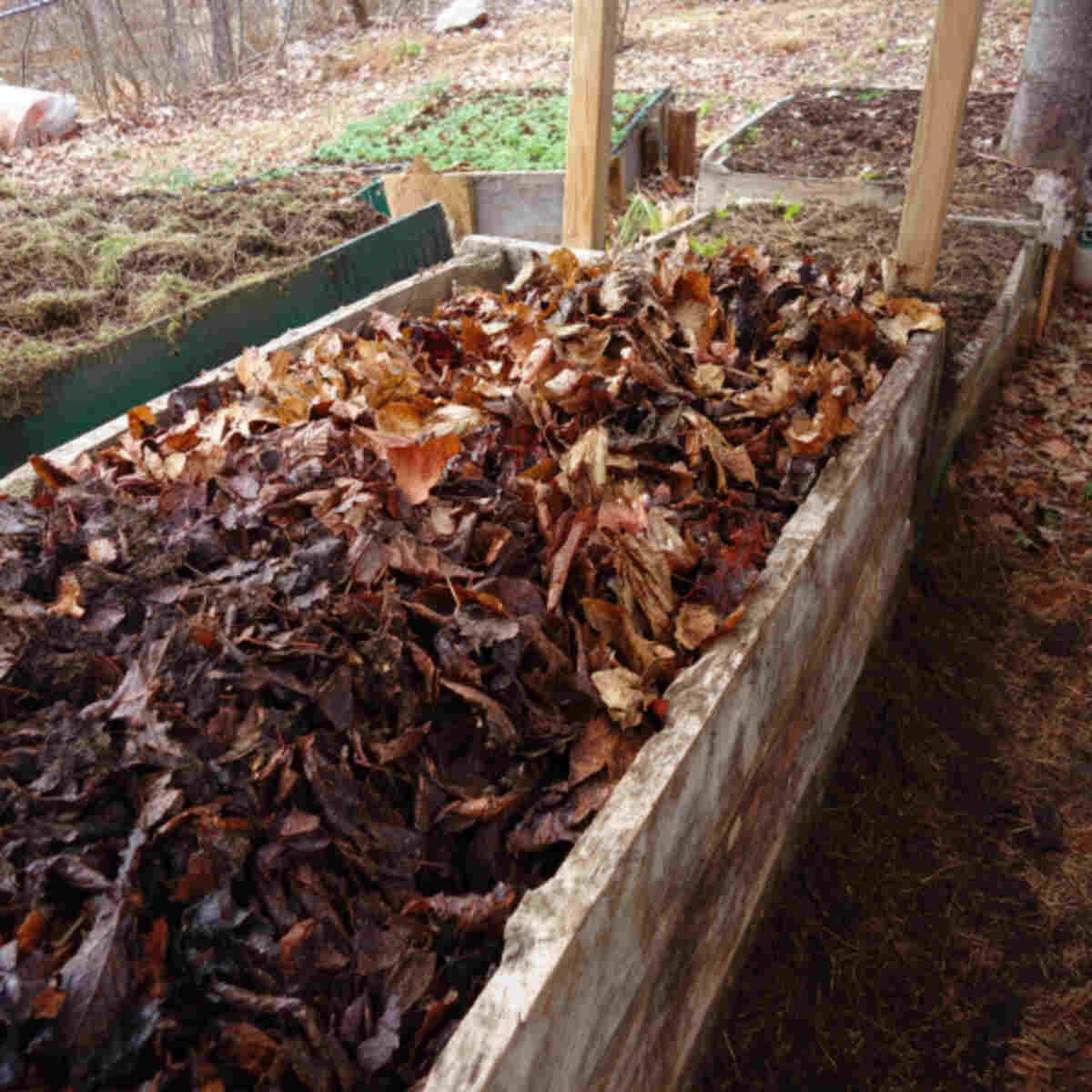 Leaf mold in hugelkultur beds