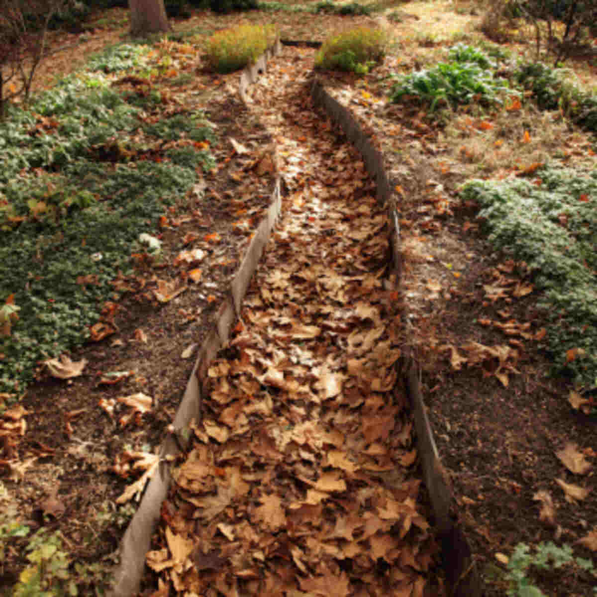 Leaf mold paths between garden b