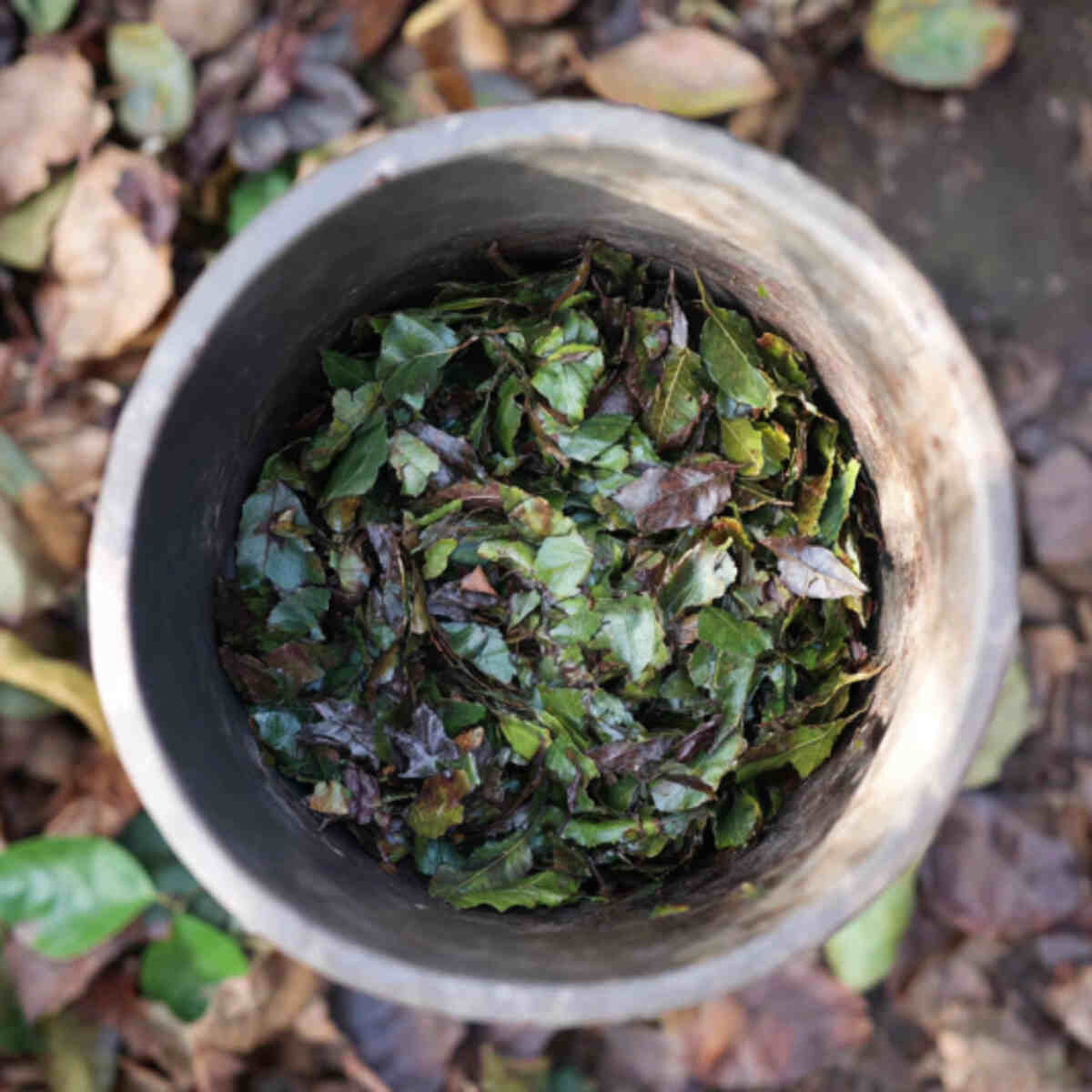 Leaf mold tea for plants