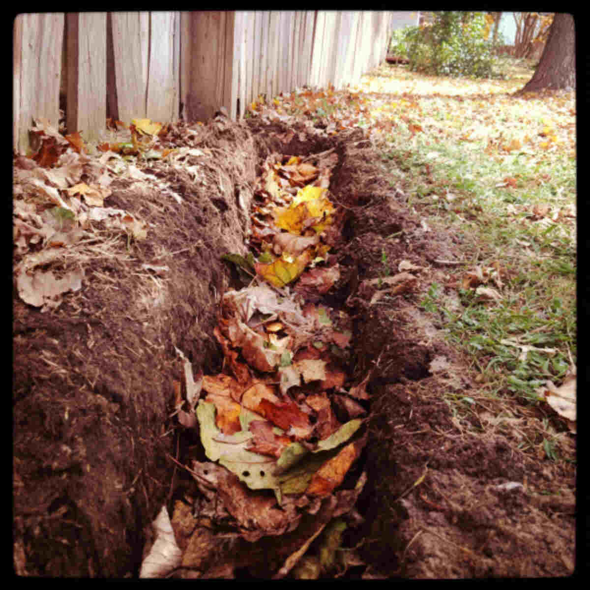 Leaf mold trench composting