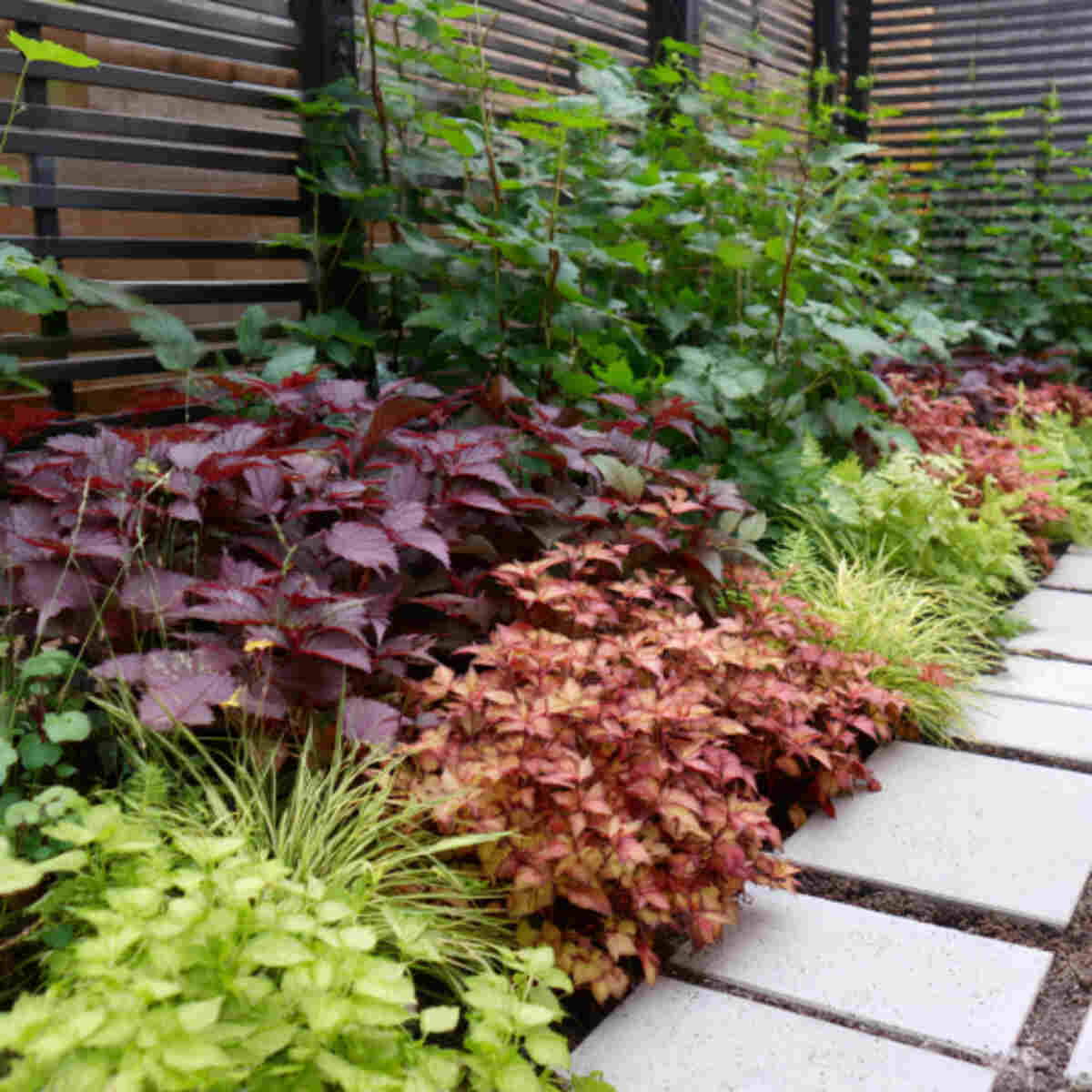 Low-Growing Green and Red Foliage Contrast