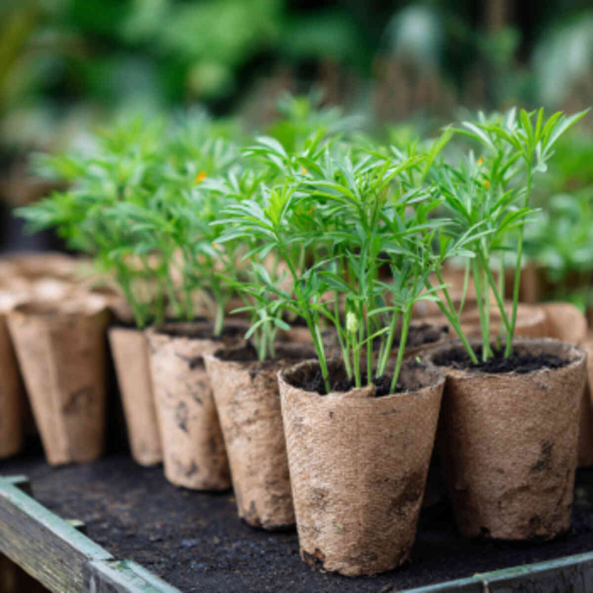 Marigold Seedlings