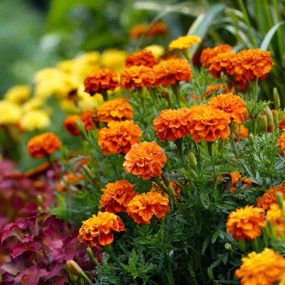 Marigolds