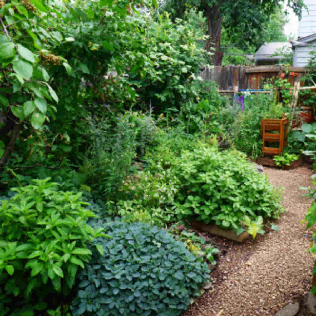 Medicinal Plant Food Forest